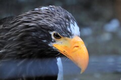 もうすぐやって来る・・・