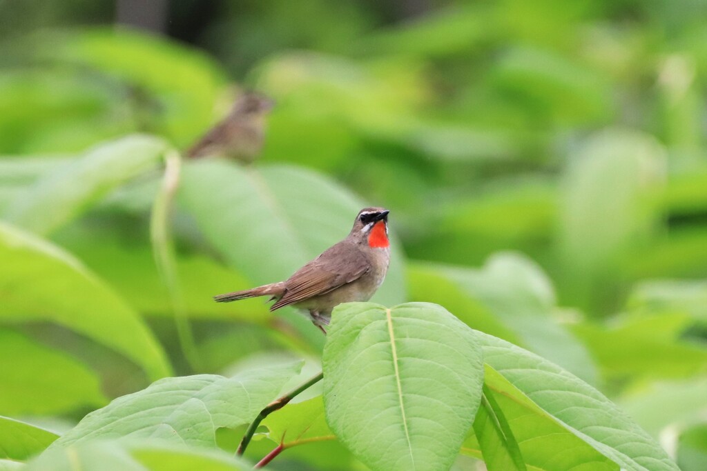 野鳥天国①