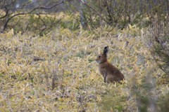 エゾユキウサギ