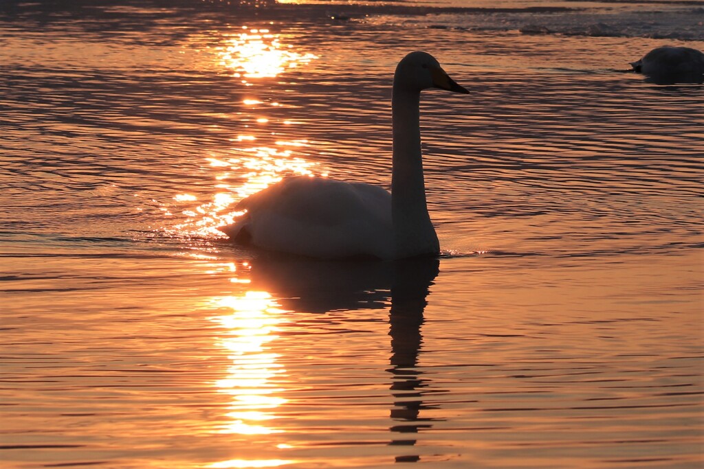 屈斜路湖の夕暮れ時