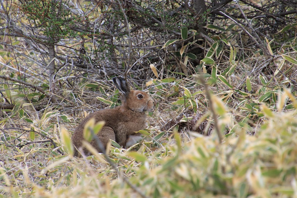 エゾユキウサギ②