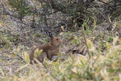 エゾユキウサギ②