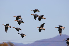 渡り鳥シリーズ①　マガン