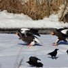 オオワシ様のお通りだす