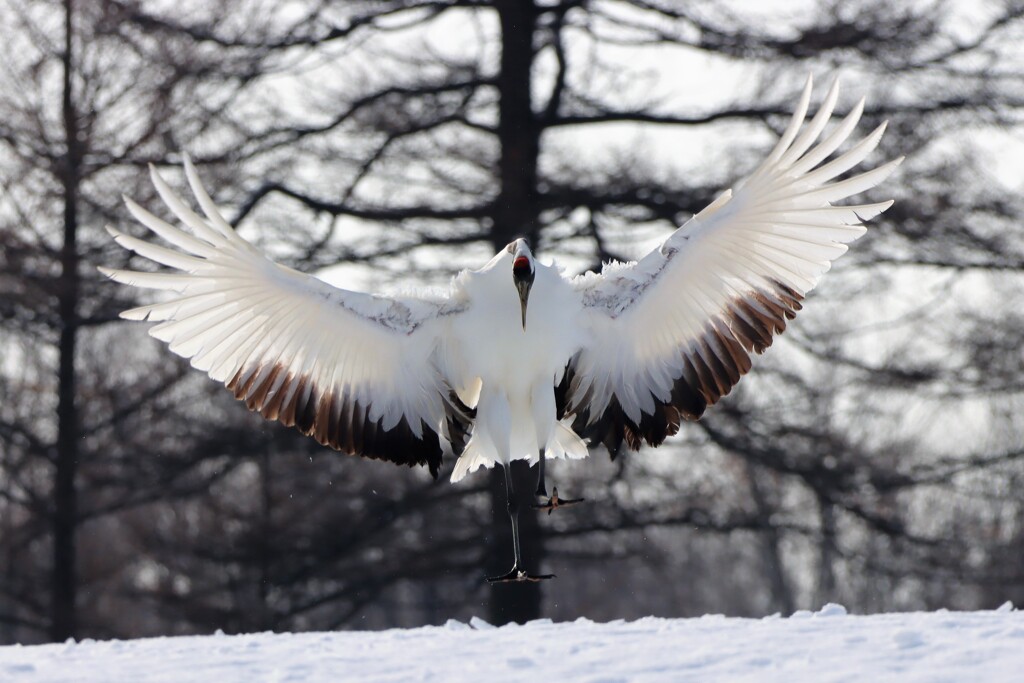 火の鳥（丹頂）