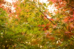 紅葉までもう少し