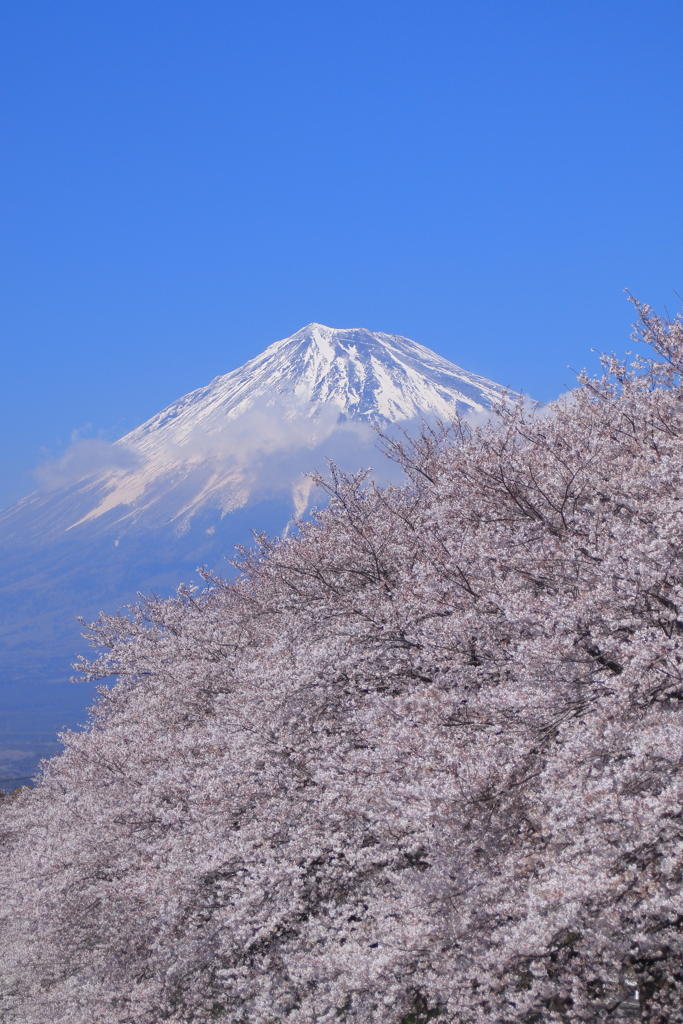 富士山と桜