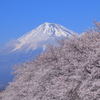 富士山と桜