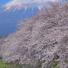 これぞ日本！