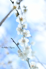 梅の花２０１９