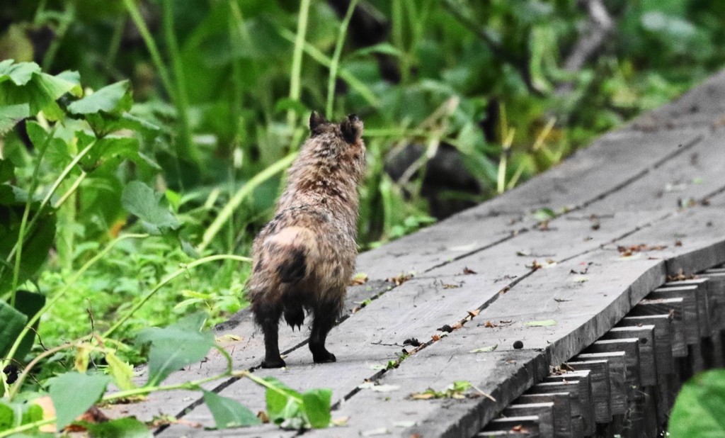 脱兎のごとくの狸