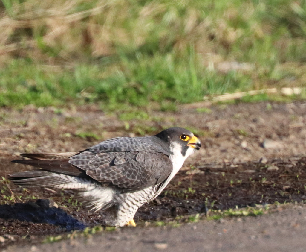 もう少し飲みたいんですが・・・