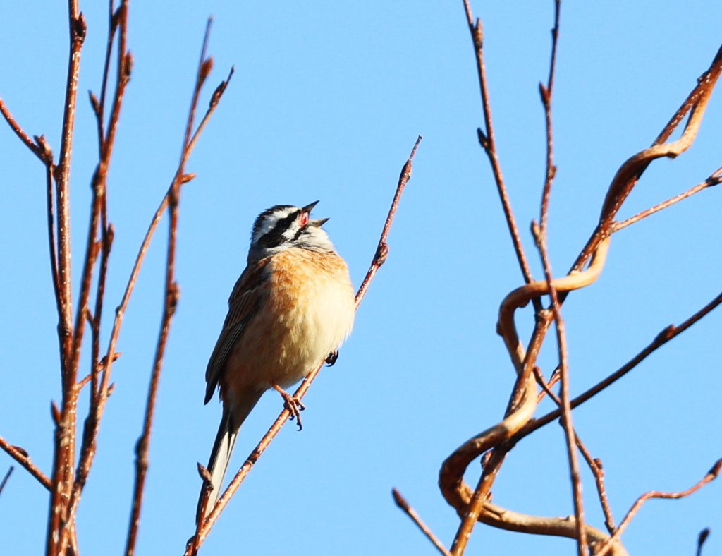 春が来たよ～！