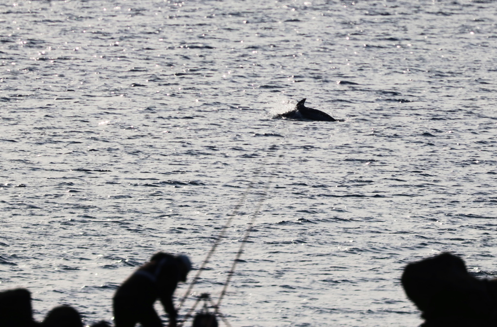 イルカと釣り客