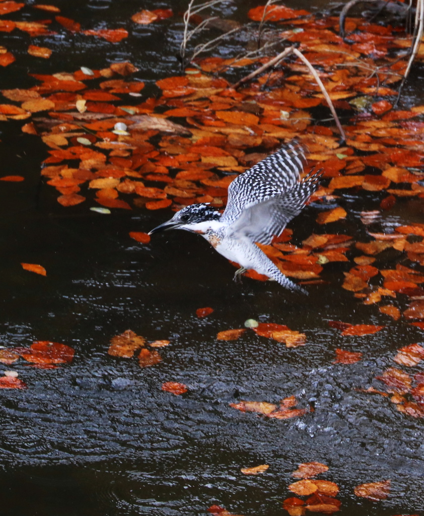 去年の11月②
