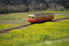 石神菜の花畑Ⅰ