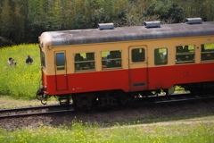 石神菜の花畑Ⅱ