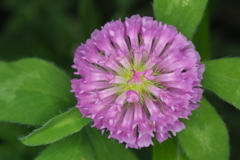 花Ⅲ