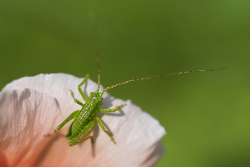 Tettigonia Orientalis