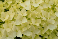 紫陽花Ⅰ