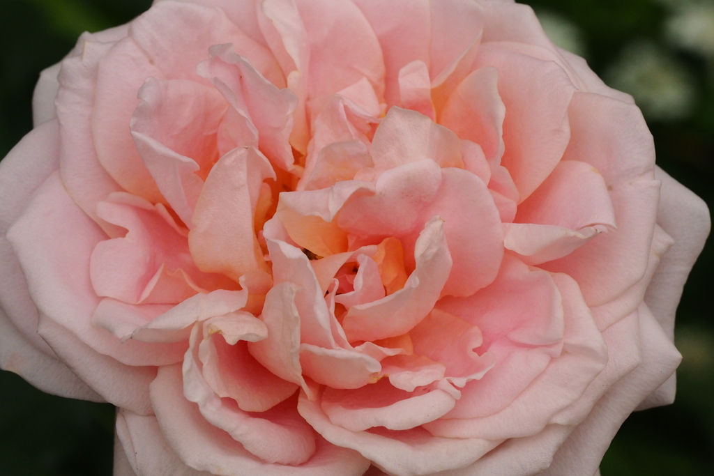 薔薇