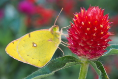 Eastern pale clouded yellow