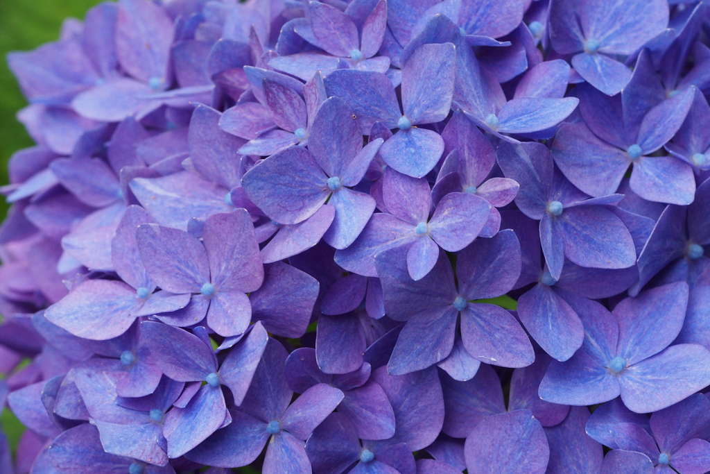 紫陽花Ⅱ
