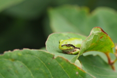 アマガエル