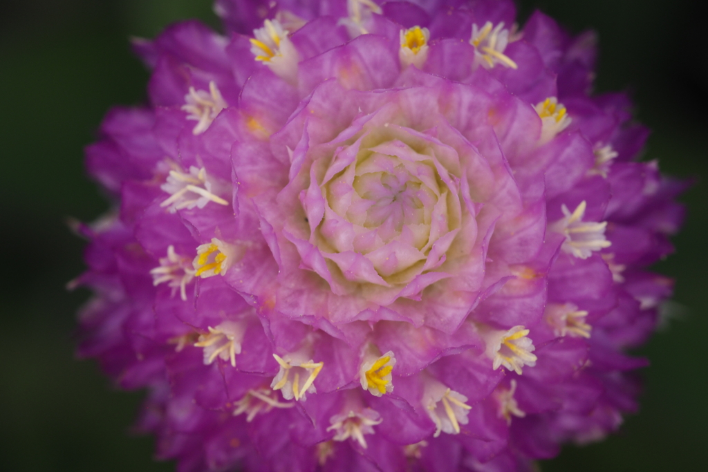 Flor incognita
