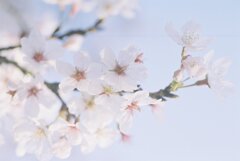 染井吉野Ⅱ