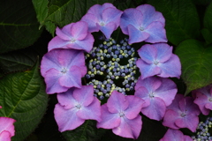 紫陽花Ⅲ