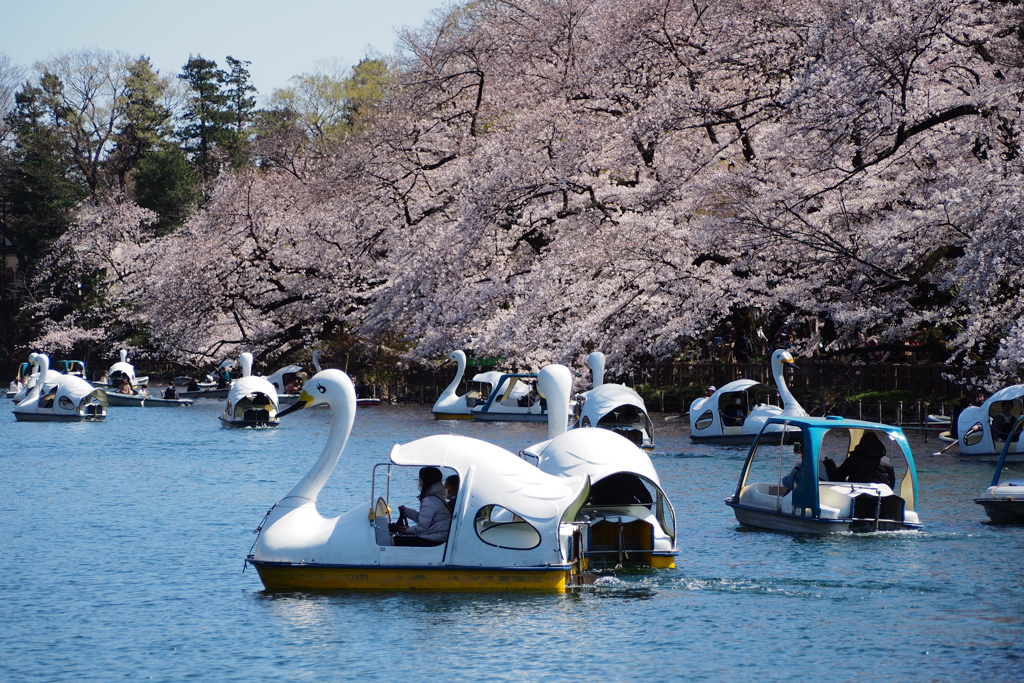 井の頭恩賜公園Ⅰ