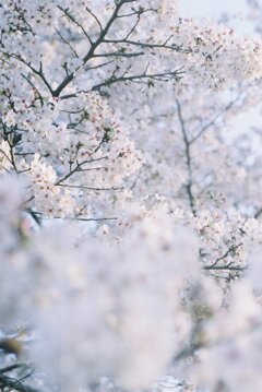 染井吉野Ⅰ