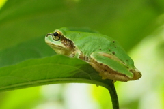 ニホンアマガエル