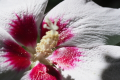 芙蓉