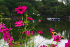 千葉公園