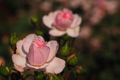 P5240105
