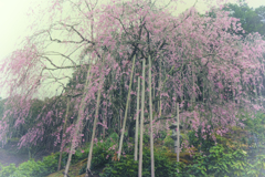 宝泉寺　京北町