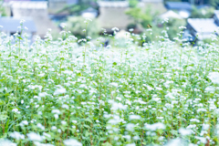 美山　茅葺の里