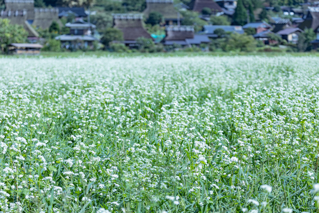 美山　茅葺の里