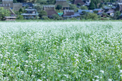 美山　茅葺の里