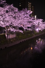 夜桜