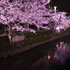 夜桜