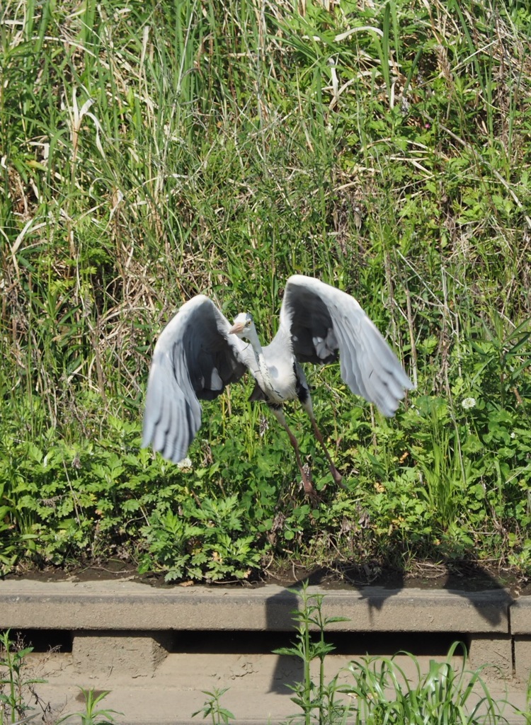 (訂正)川辺のアオサギ