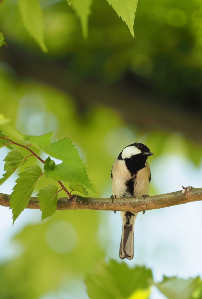 初めての鳥撮り