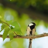 初めての鳥撮り