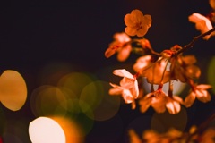夜桜