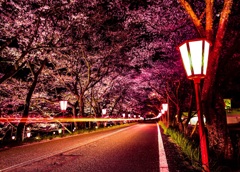 桜トンネル