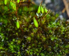 苔の水滴