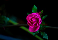 バラの花